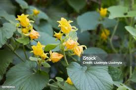 Attēlu rezultāti vaicājumam “Thladiantha dubia”