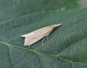 Attēlu rezultāti vaicājumam “Donacaula mucronella”