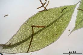 Attēlu rezultāti vaicājumam “Bryum moravicum”