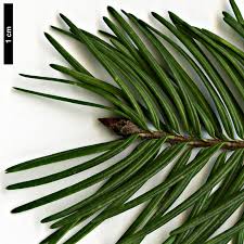 Attēlu rezultāti vaicājumam “Pseudotsuga menziesii flower”