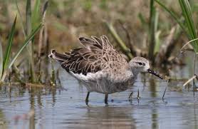 Attēlu rezultāti vaicājumam “Philomachus pugnax adult”