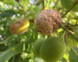 Attēlu rezultāti vaicājumam “Taphrina padi”