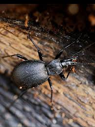 Attēlu rezultāti vaicājumam “Cychrus caraboides”