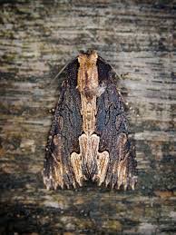 Attēlu rezultāti vaicājumam “Dypterygia scabriuscula”