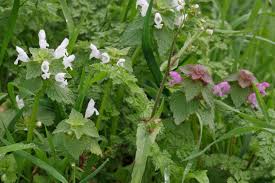 Attēlu rezultāti vaicājumam “Lamium purpureum leaf”
