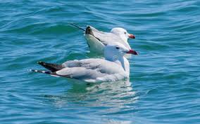 Image result for Larus audouinii