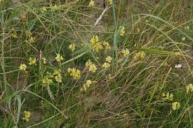 Attēlu rezultāti vaicājumam “Linaria loeselii bud”