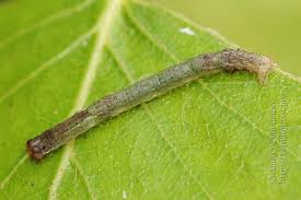 Attēlu rezultāti vaicājumam “Plagodis pulveraria”