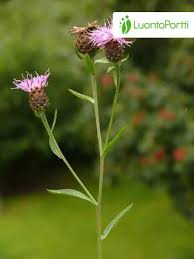 Image result for Centaurea nigra