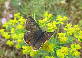 Attēlu rezultāti vaicājumam “Lycaena tityrus”