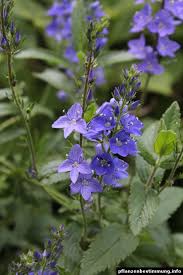 Image result for Veronica teucrium