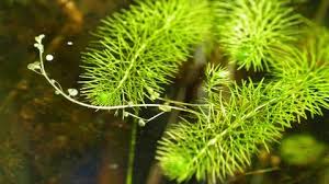 Attēlu rezultāti vaicājumam “Utricularia intermedia”