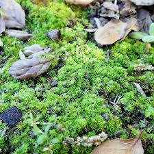Attēlu rezultāti vaicājumam “Fossombronia wondraczekii sporophyte”