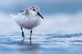 Attēlu rezultāti vaicājumam “Calidris alba”