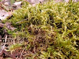 Attēlu rezultāti vaicājumam “Pleurozium schreberi sporophyte”
