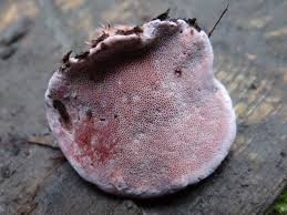 Attēlu rezultāti vaicājumam “Fomitopsis rosea”