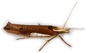 Attēlu rezultāti vaicājumam “Ypsolopha parenthesella”