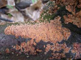 Attēlu rezultāti vaicājumam “Peniophora laurentii”