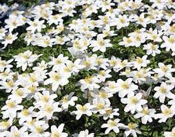 Image result for Buschwindröschen