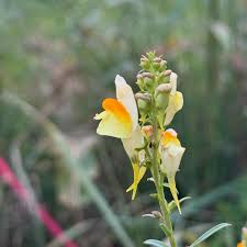 Attēlu rezultāti vaicājumam “Linaria vulgaris fruit”