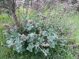 Image result for Marrubium vulgare