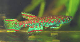 Attēlu rezultāti vaicājumam “Badhamiopsis scripta”