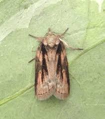 Attēlu rezultāti vaicājumam “Nycteola sp.”