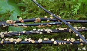 Attēlu rezultāti vaicājumam “Hymenoscyphus fraxineus”