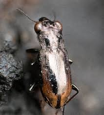 Attēlu rezultāti vaicājumam “Notiophilus biguttatus”