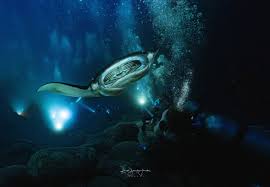 Image result for Manta Divers Sub-Aqua Club
