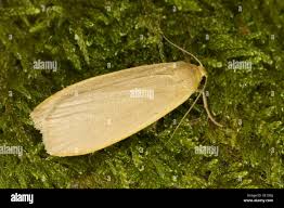 Attēlu rezultāti vaicājumam “Eilema griseola larva”