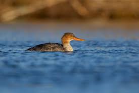 Attēlu rezultāti vaicājumam “Mergus serrator female”