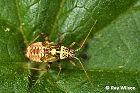 Attēlu rezultāti vaicājumam “Rhabdomiris striatellus”