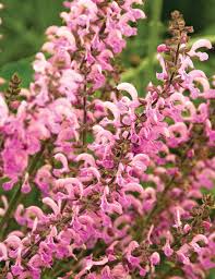 Image result for Salvia pratensis `Rose Rhapsody