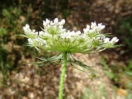 Image result for Daucus carota