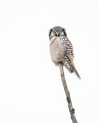 Image result for Surnia ulula