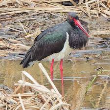 Attēlu rezultāti vaicājumam “Ciconia nigra adult”