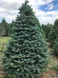 Attēlu rezultāti vaicājumam “Abies”