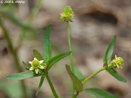 Attēlu rezultāti vaicājumam “Ranunculus elatior leaf”