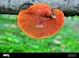 Attēlu rezultāti vaicājumam “Pycnoporus cinnabarinus”