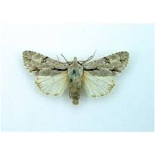 Attēlu rezultāti vaicājumam “Agrotis exclamationis”