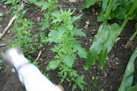 Attēlu rezultāti vaicājumam “Chenopodium rubrum leaf”