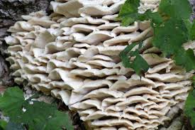 Attēlu rezultāti vaicājumam “Climacodon septentrionalis”