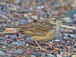 Image result for Anthus godlewskii