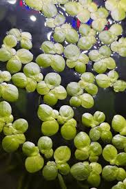 Attēlu rezultāti vaicājumam “Spirodela polyrhiza”