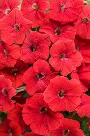 Image result for Petunia