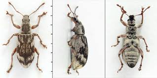 Attēlu rezultāti vaicājumam “Polydrusus tereticollis”