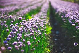 Image result for Schnittlauch