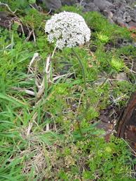 Attēlu rezultāti vaicājumam “Daucus sativus flower”