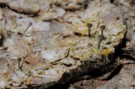 Attēlu rezultāti vaicājumam “Chaenotheca ferruginea”